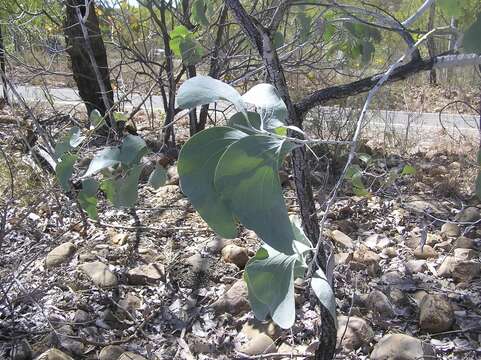 Image of Acacia dunnii (Maiden) Turrill