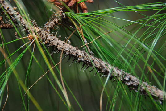 صورة Pinus douglasiana Martínez