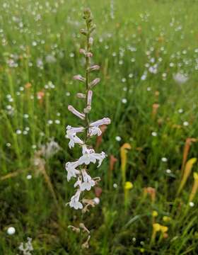 صورة Lobelia floridana Chapm.