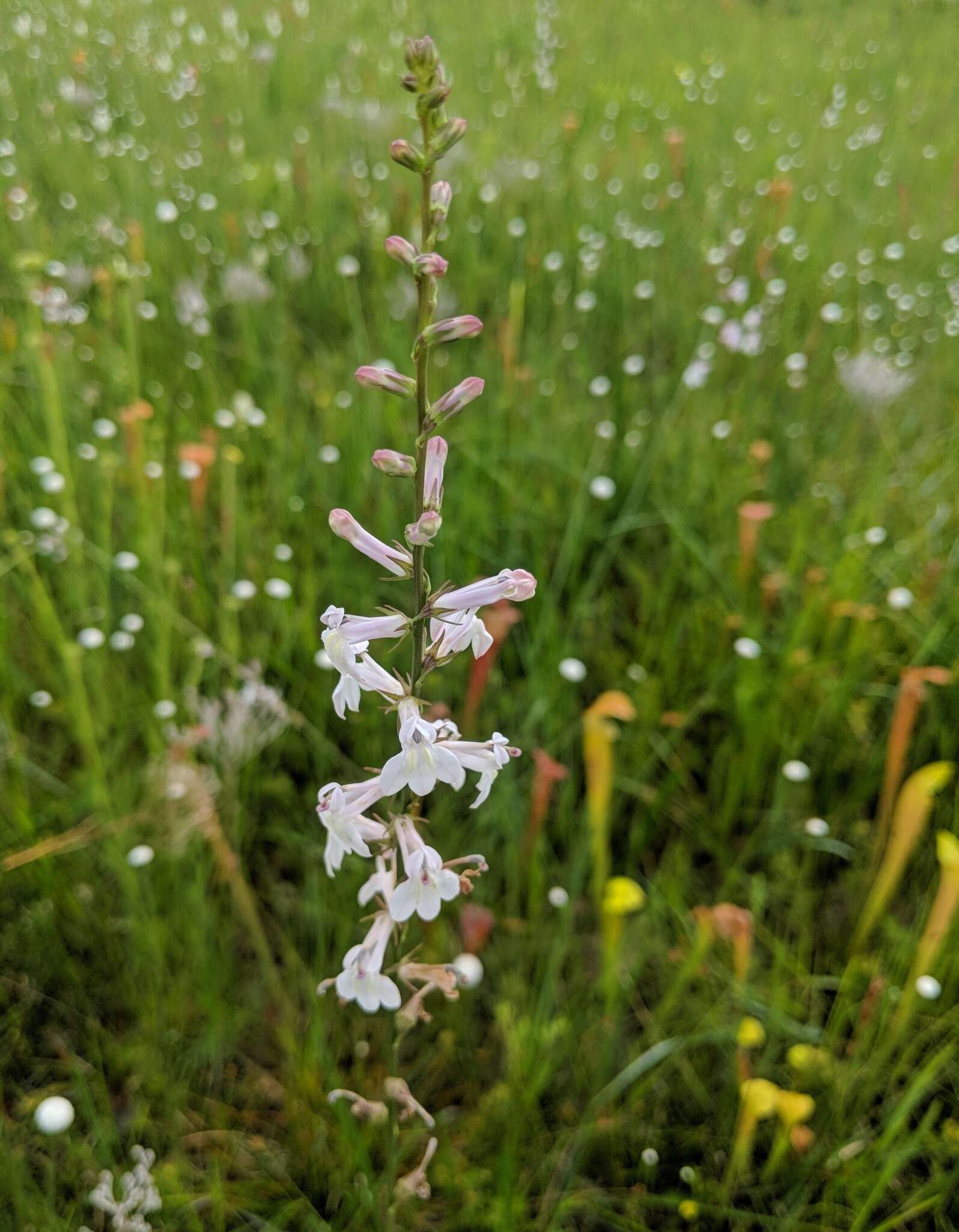 Sivun Lobelia floridana Chapm. kuva