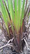 Image of Pineland Yellow-Eyed-Grass