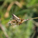 Слика од Glyphipterix fuscoviridella Haworth 1812