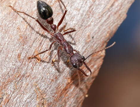 Image of Myrmecia forficata (Fabricius 1787)