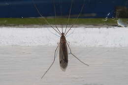 Image of Leptotarsus (Macromastix) pallidus (Hutton 1900)