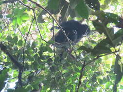 Image of Black-headed Spider Monkey