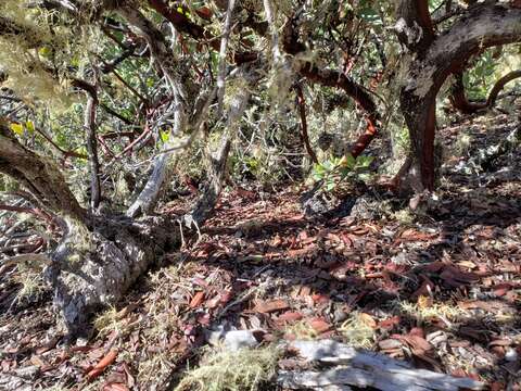 Image of woollyleaf manzanita