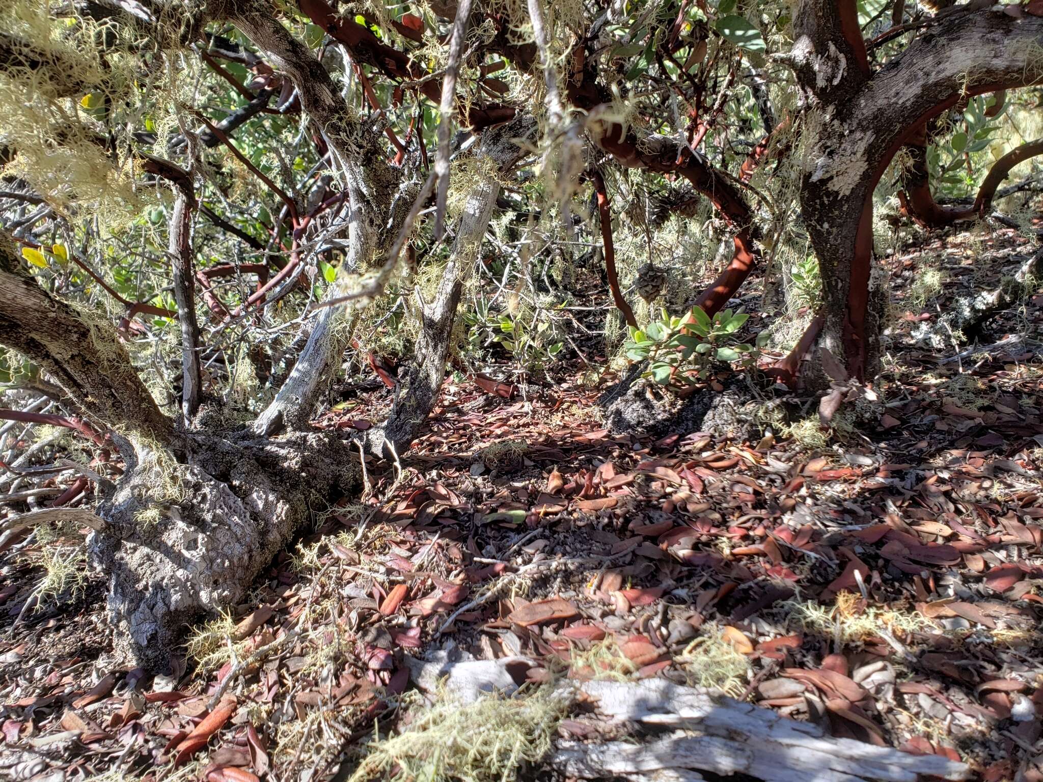 Plancia ëd Arctostaphylos crustacea subsp. crinita (J. E. Adams) V. T. Parker, M. C. Vasey & J. E. Keeley