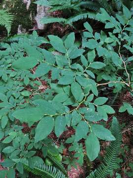 Image of Cascade Blueberry