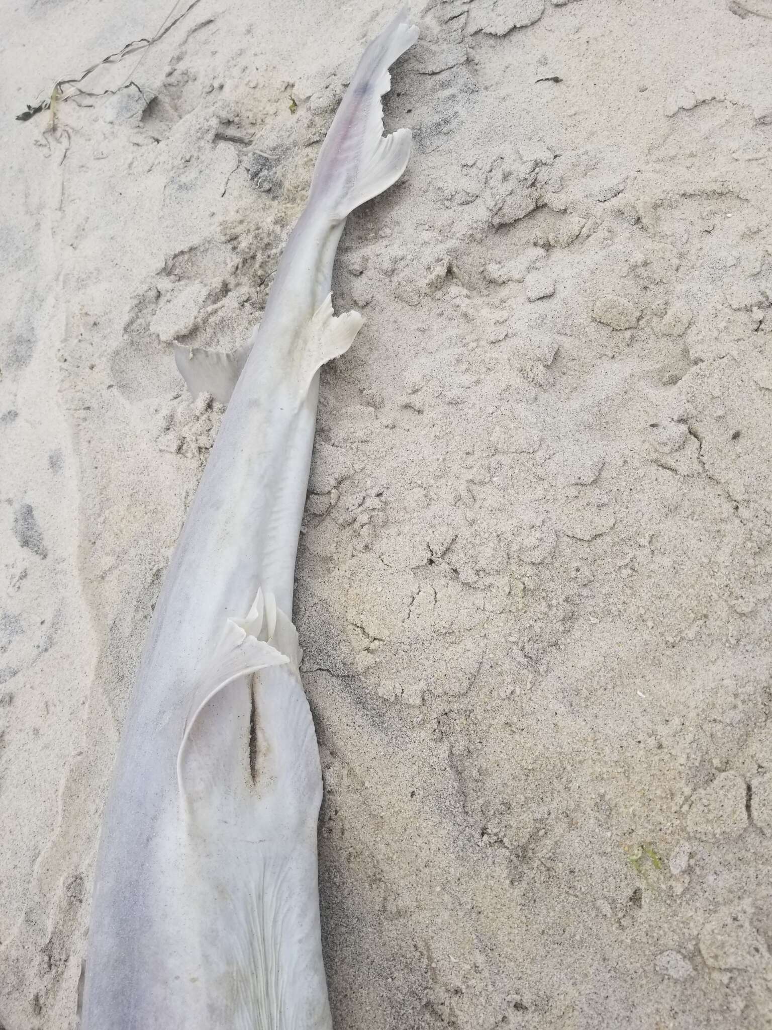 Image of Dusky Smoothhound