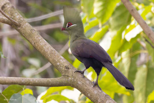 Image of Green Turaco