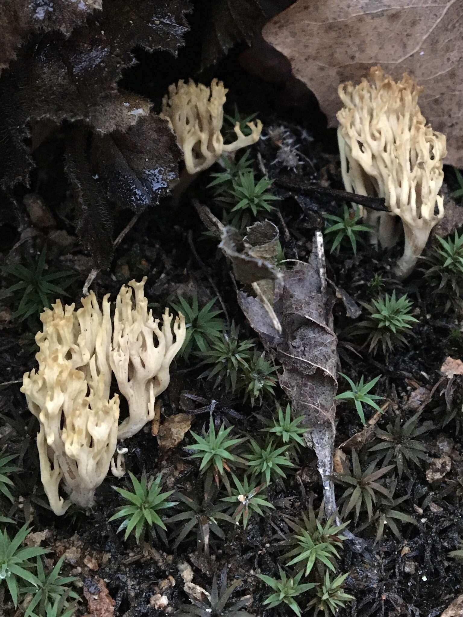 Image of Phaeoclavulina eumorpha (P. Karst.) Giachini 2011