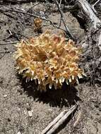 Image of California broomrape