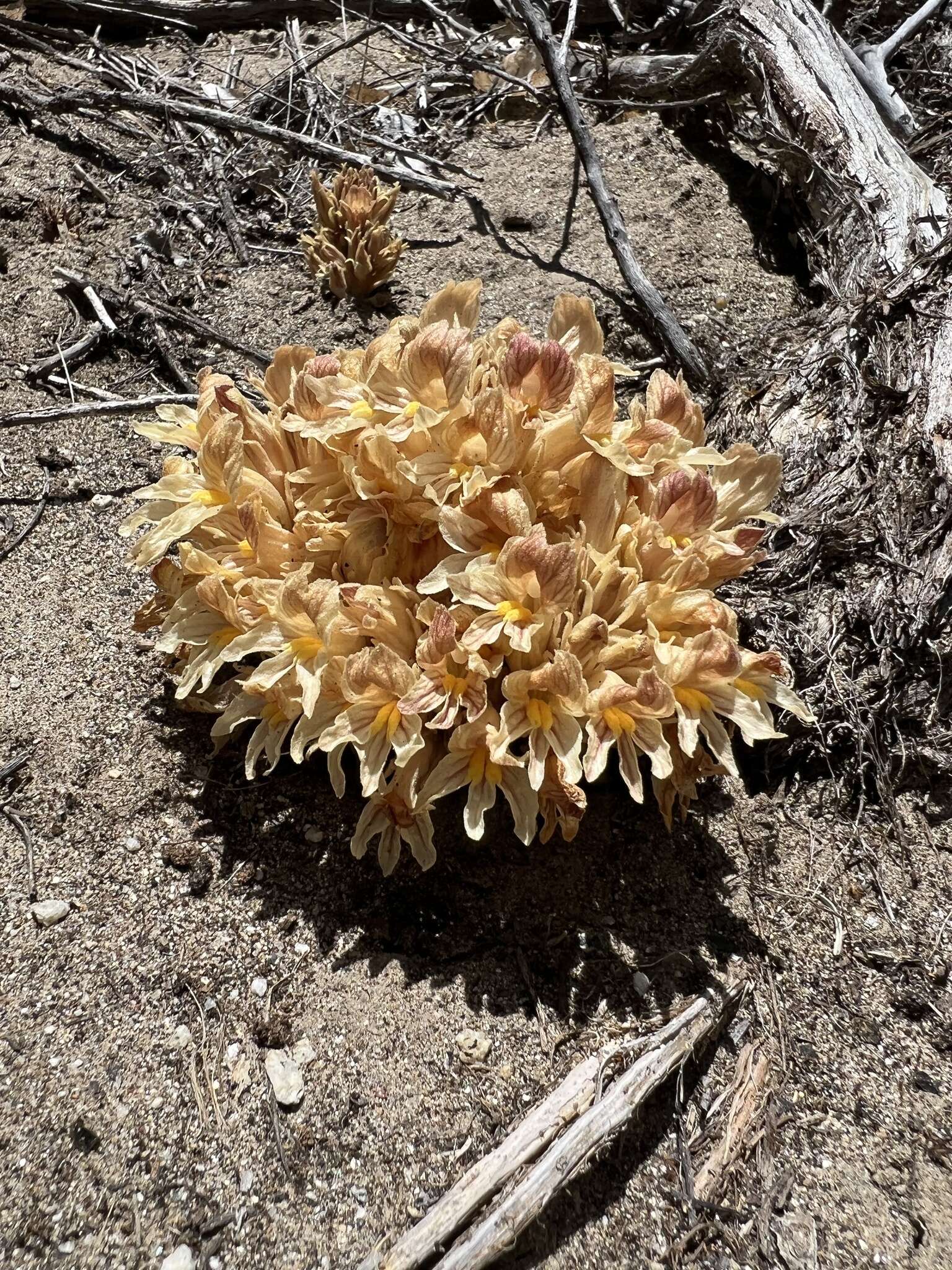 Imagem de Aphyllon californicum subsp. feudgei (Munz) A. C. Schneid.