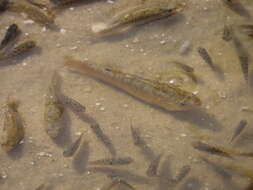 Image of Marsh killifish