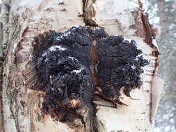 Image of Chaga