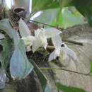 Image of Stanhopea candida Barb. Rodr.