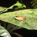 Image of Pristimantis savagei (Pyburn & Lynch 1981)