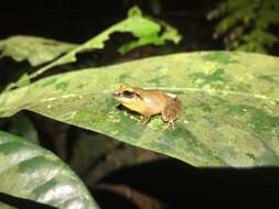 Слика од Pristimantis savagei (Pyburn & Lynch 1981)