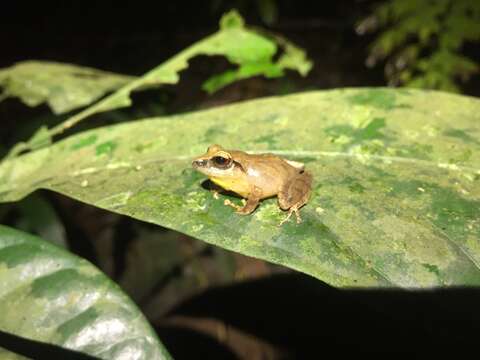 صورة Pristimantis savagei (Pyburn & Lynch 1981)