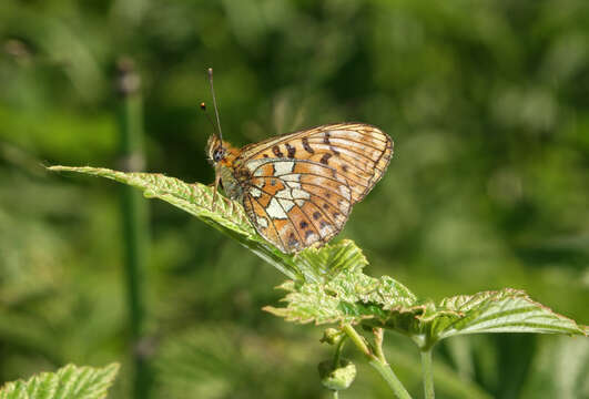 Image of <i>Boloria oscarus</i>