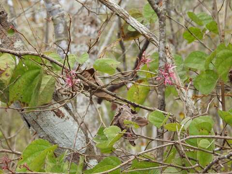 Sivun Bauhinia divaricata L. kuva