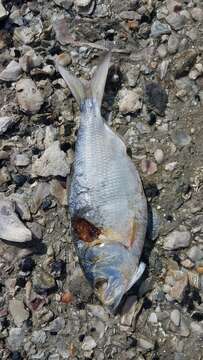 Image de Menhaden écailleux