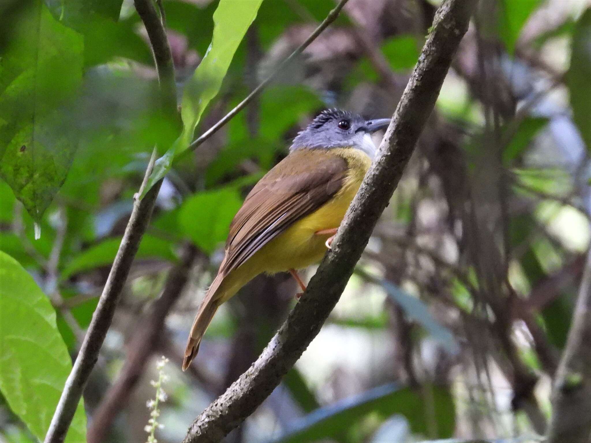 Image of Yellow-bellied Bulbul