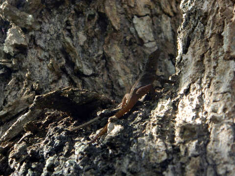 Image of Anolis ignigularis Mertens 1939