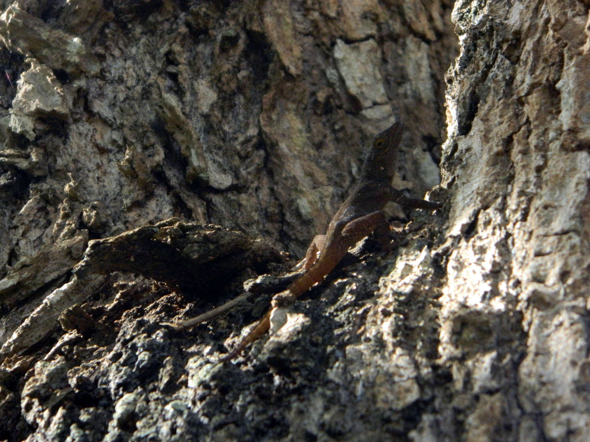 Image of Anolis ignigularis Mertens 1939