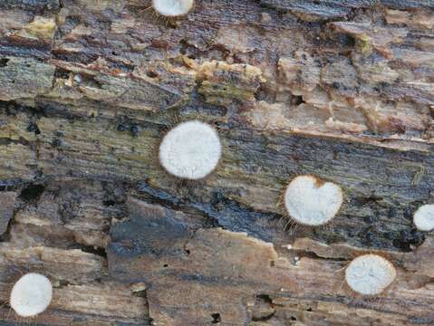 Image of Scutellinia pennsylvanica (Seaver) Denison 1961