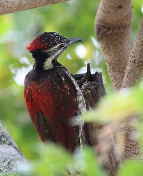 Image of Lesser Crimson-backed Flameback