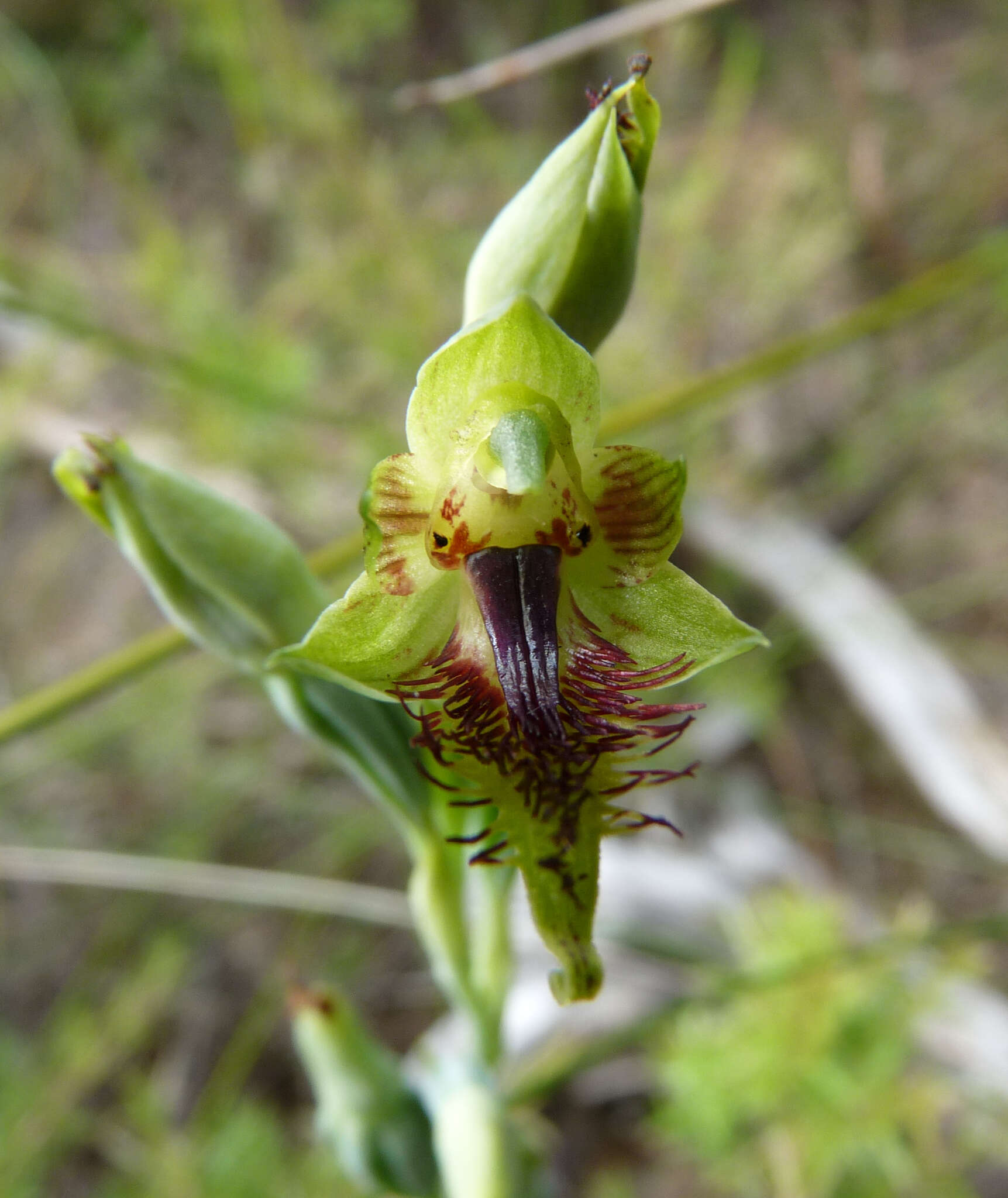 Image of Pale beard orchid