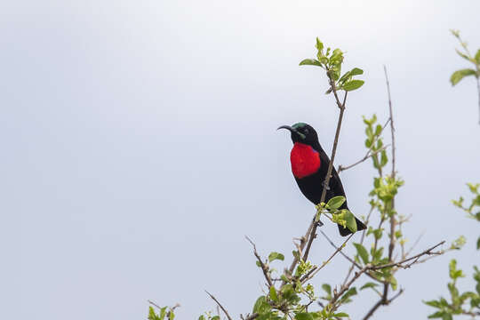 Image of Hunter's Sunbird