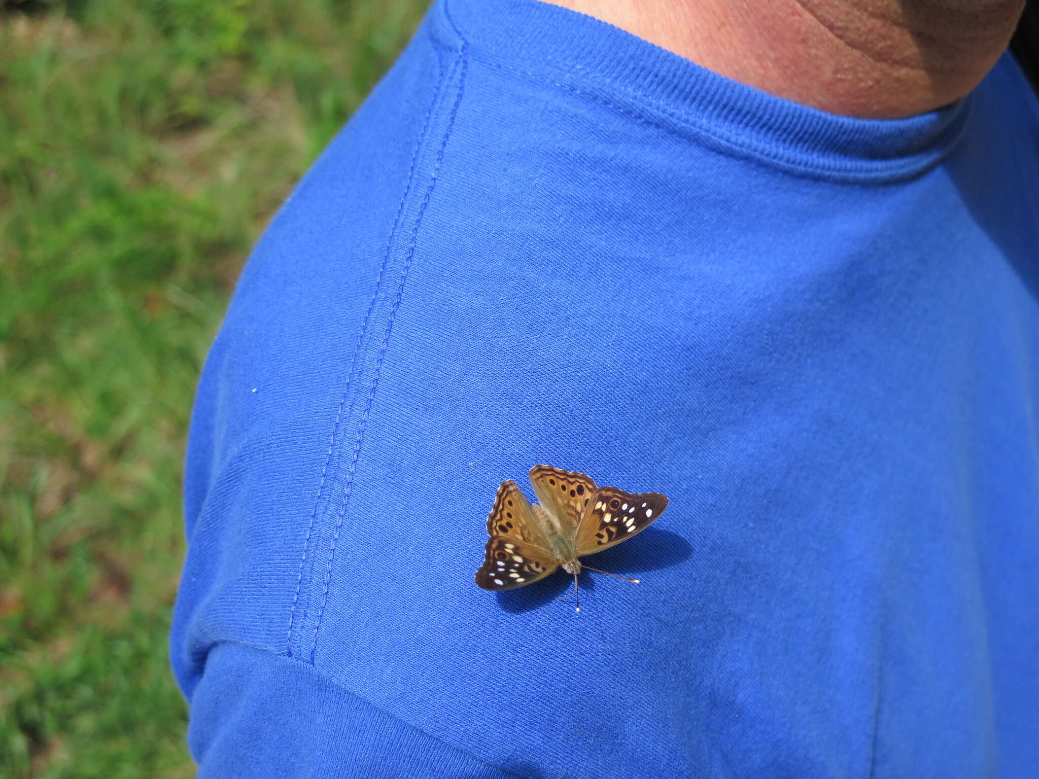 Image of Hackberry Emperor