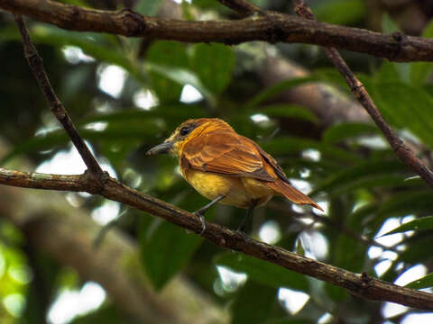 Image of Cinereous Becard