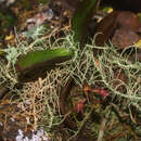 Image of Drymoanthus adversus (Hook. fil.) Dockrill