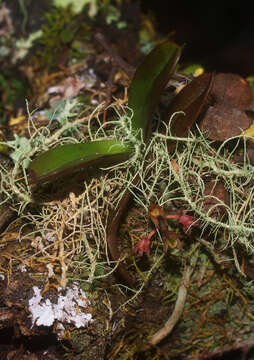 Image of Drymoanthus adversus (Hook. fil.) Dockrill