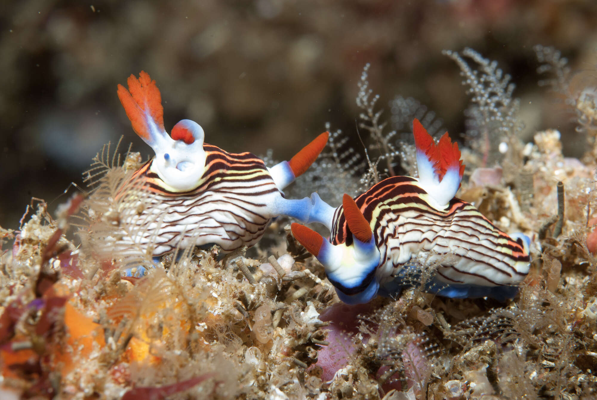 Image of Nembrotha aurea Pola, Cervera & Gosliner 2008