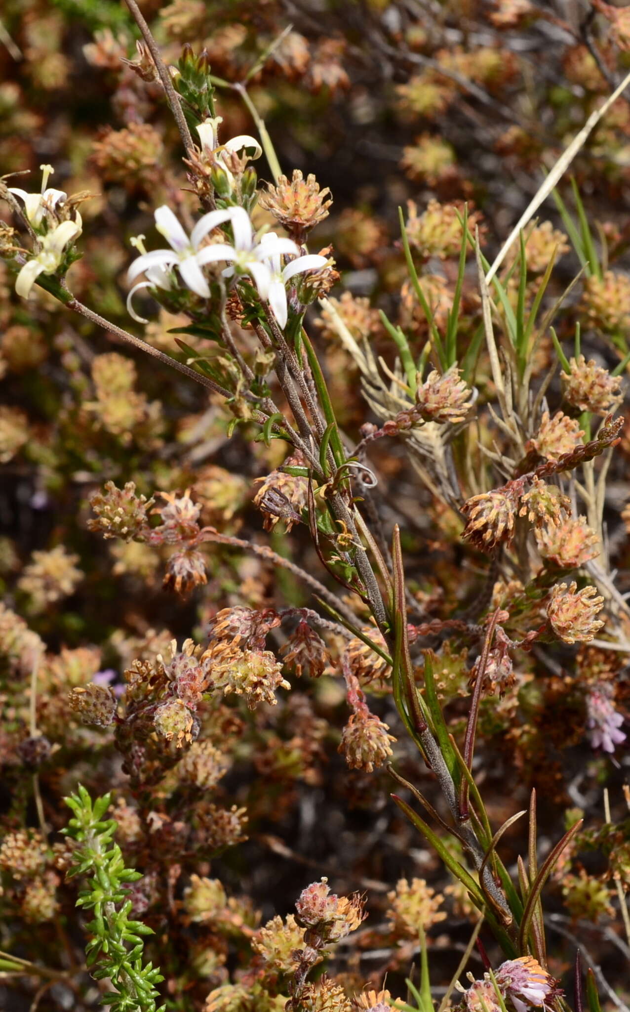 Wahlenbergia longifolia (A. DC.) Lammers resmi