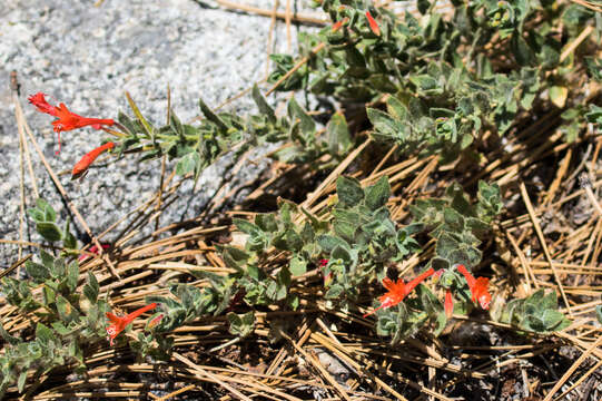 Imagem de Epilobium canum subsp. latifolium (Hook.) P. H. Raven