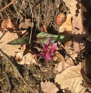 Image of Dog tooth lily