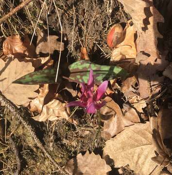 Image of Dog tooth lily