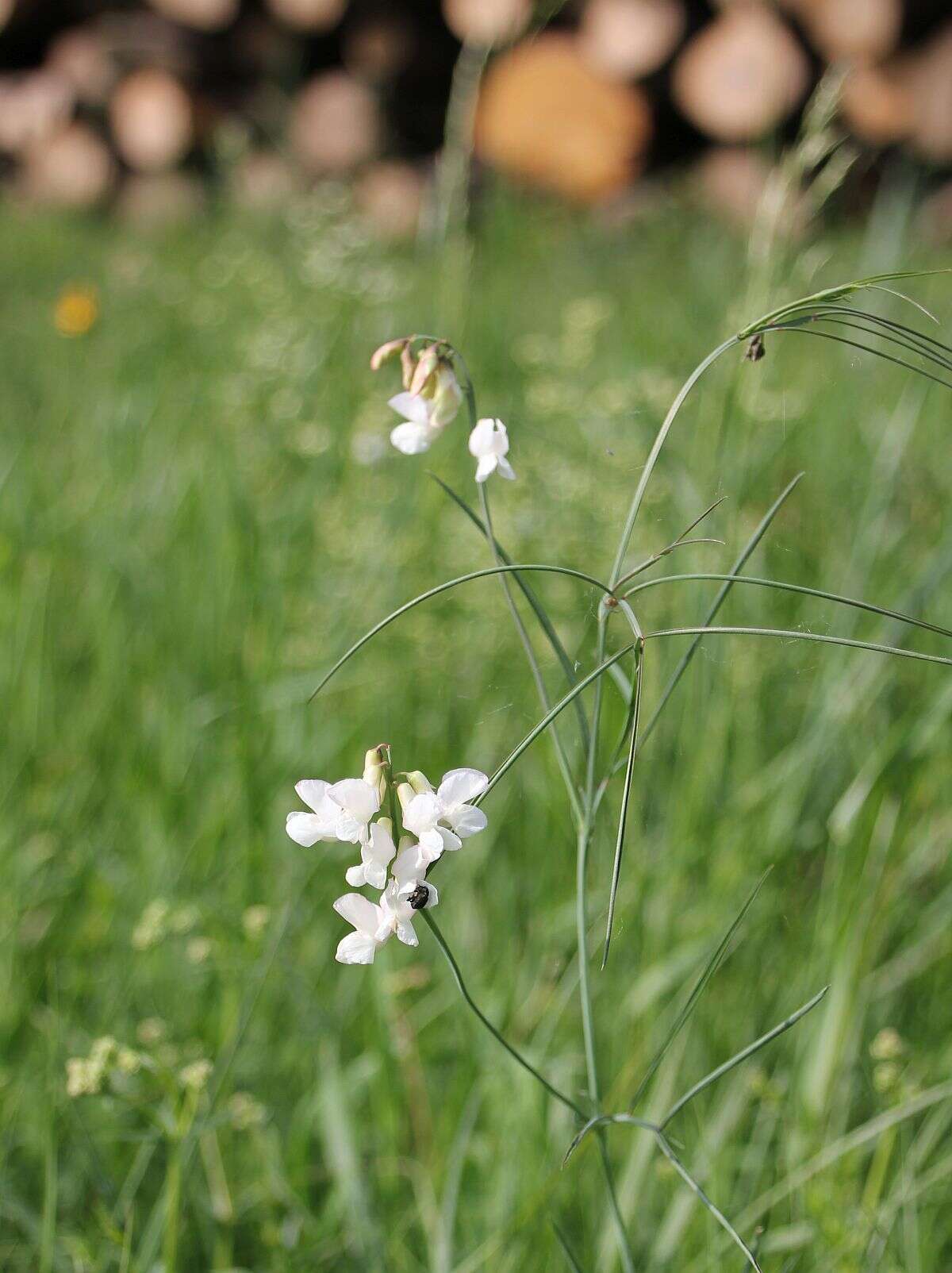 Lathyrus pannonicus subsp. pannonicus的圖片