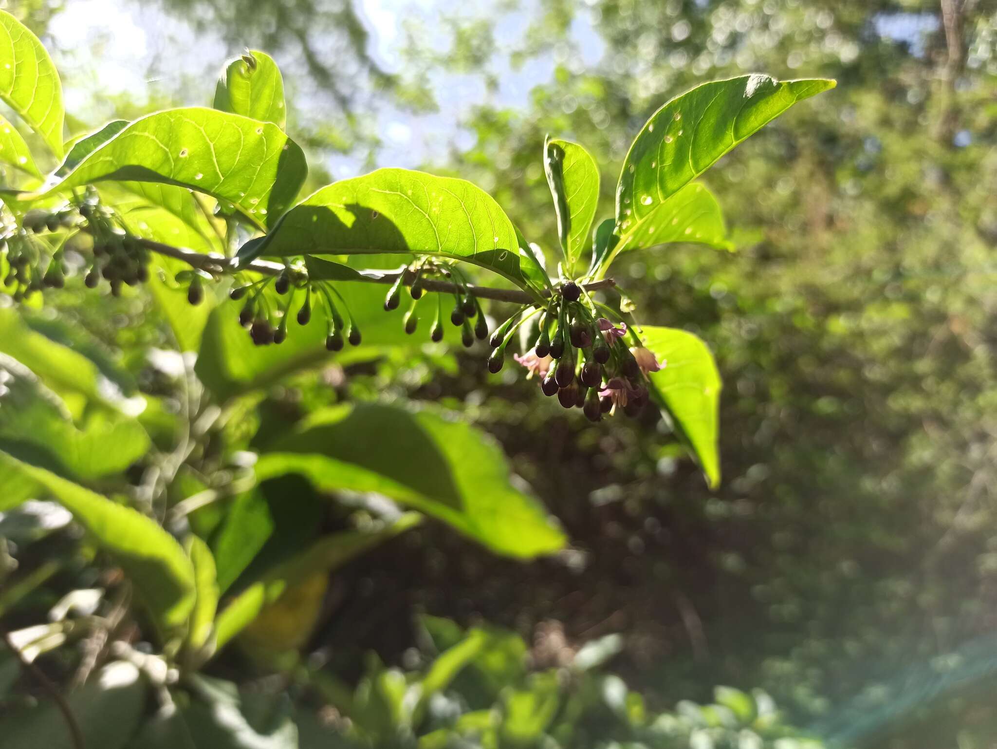 Plancia ëd Vassobia breviflora (Sendtn.) A. T. Hunziker