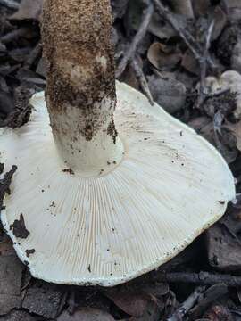 Image of Tricholoma manzanitae T. J. Baroni & Ovrebo 1983