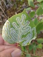 Image of Common Aspen Leaf Miner