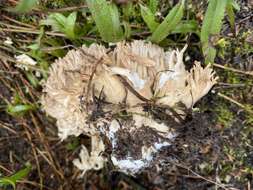 Image de Ramaria acrisiccescens Marr & D. E. Stuntz 1974