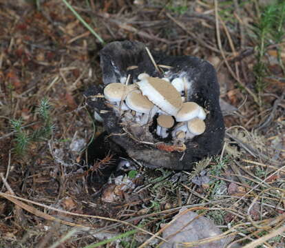 Image of Powdery Piggyback mushroom