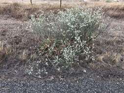 صورة Eriogonum elatum var. villosum Jeps.