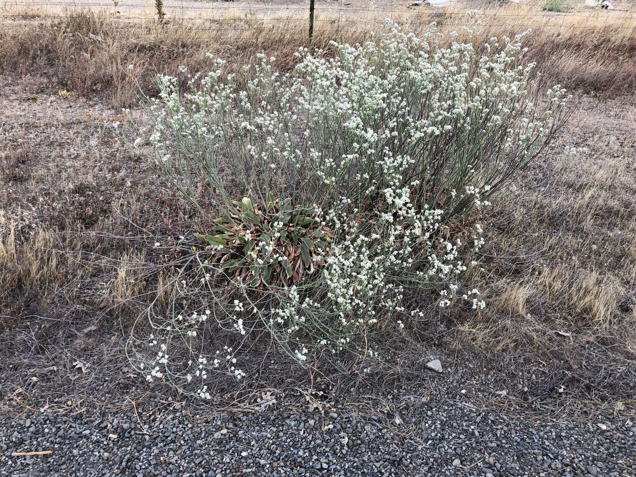 صورة Eriogonum elatum var. villosum Jeps.